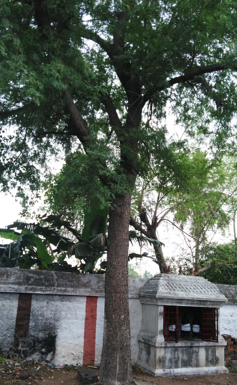 A tall tree with a thick trunk beside a whitewashed wall and a small shrine with red-barred windows.