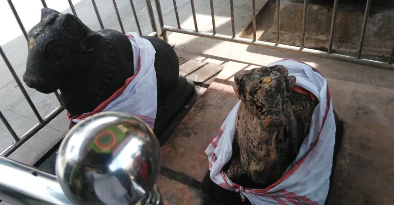 Two stone Nandi bulls wrapped in white cloths, one dark and smooth, one rough, behind an iron railing