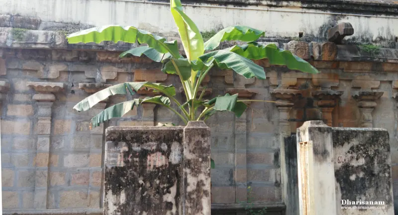 A plantain tree growing against the stone temple wall