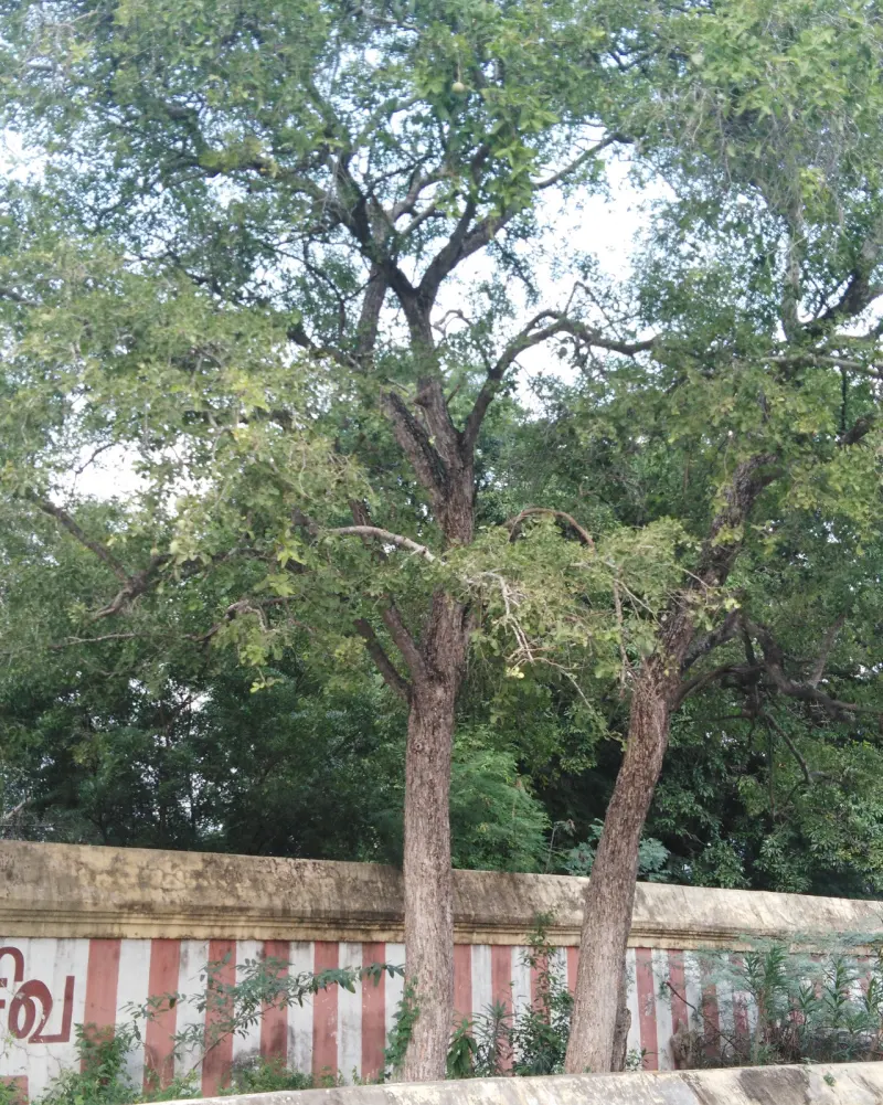 Tall trees with fine leaves behind a compound wall painted in red and white stripes.