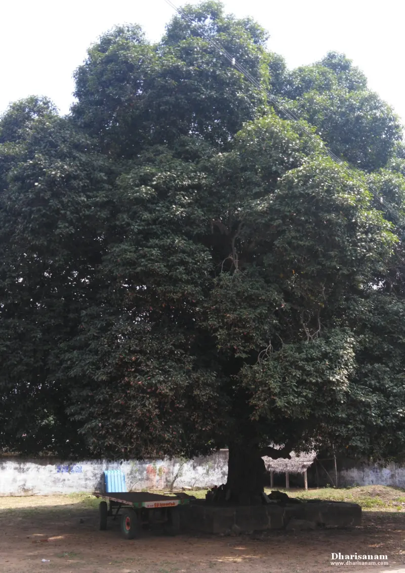 A very large tree with dense dark leaves, a low platform around its trunk and a cart beneath it