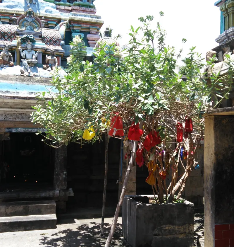 A leafy tree in a stone planter with red and yellow cloth bundles tied to its branches, before a shrine.