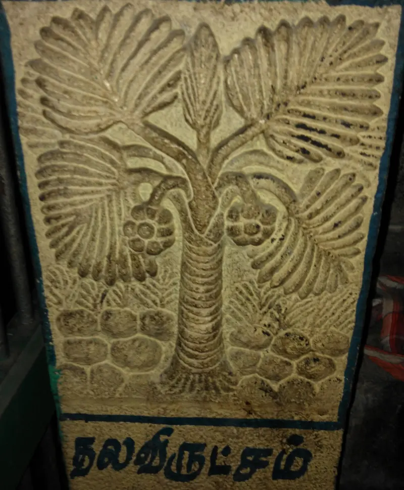 Stone carving of a palm tree with fruit, labelled as the sacred tree in Tamil