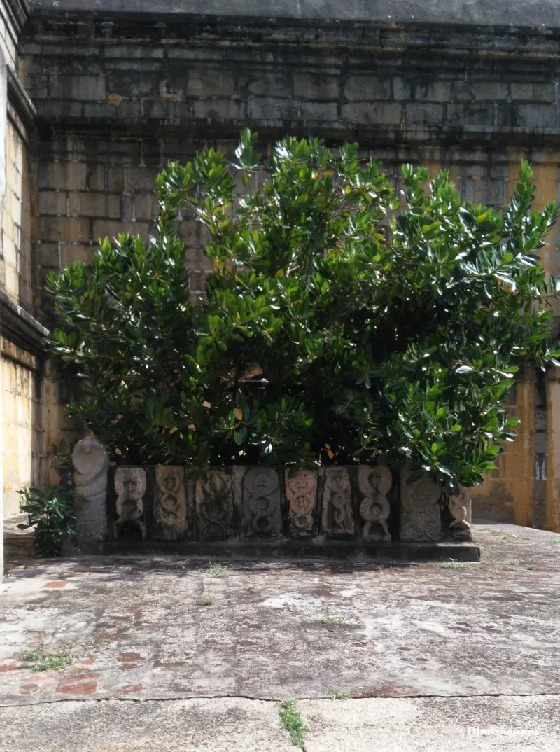 Carved stone serpent figures set in a row below a leafy tree, against a stone wall