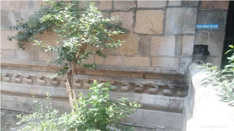 Small tree in front of a stone wall with a blue Tamil name board at upper right