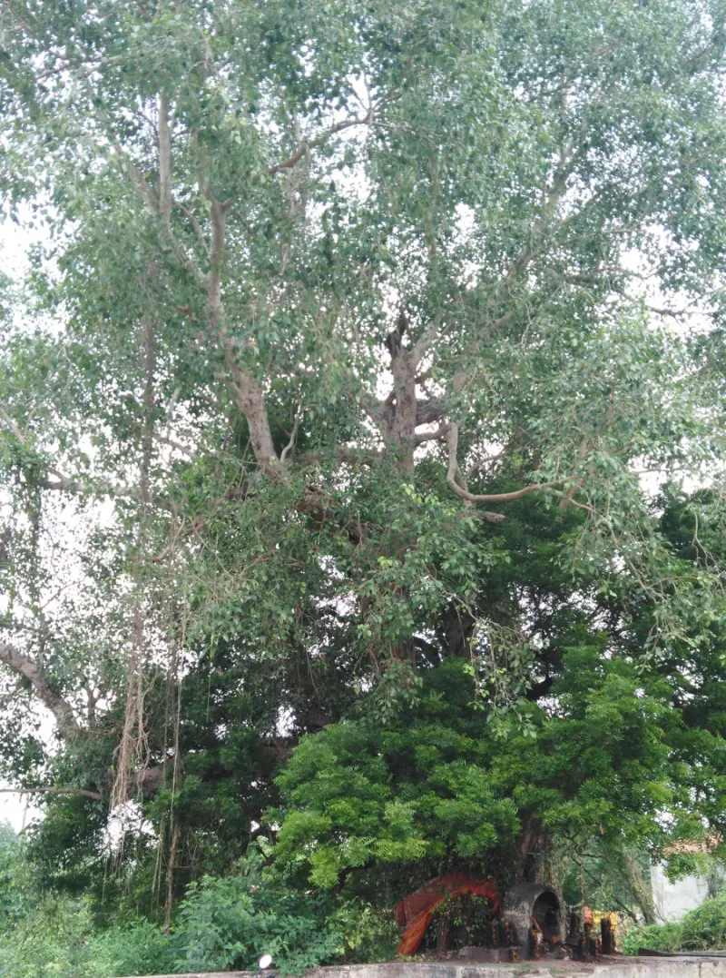 A very tall peepal tree with a thick canopy, and a small shrine at its foot.