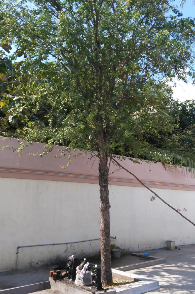 A tall tree with round fruits, with small stone images on a raised bed at its foot