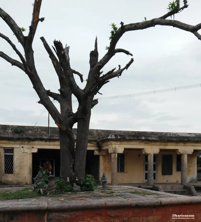 A large leafless tree with a few new leaves stands before a pillared corridor, small stone figures below it
