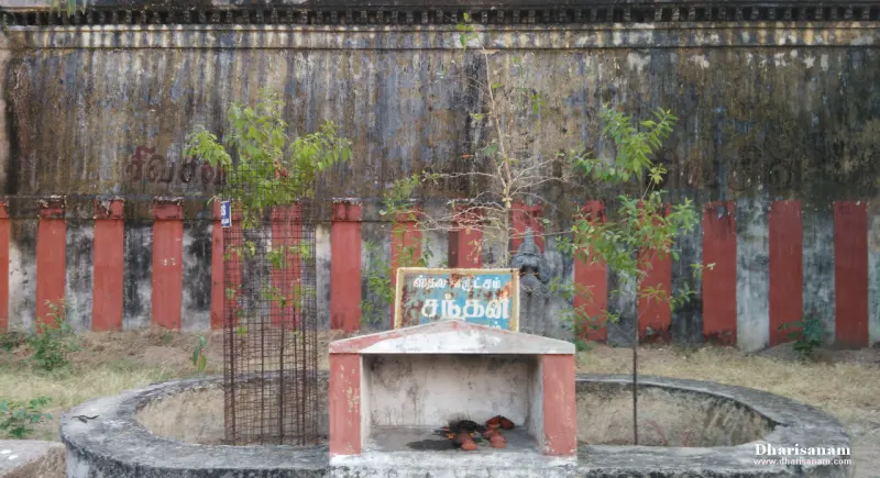 A young tree inside a wire cage beside a small shrine and a round stone ring, before a stained wall