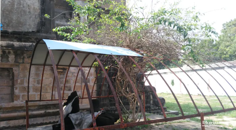 Curved rust-coloured frame with a blue sheet on top, with dry creepers and dark cloth beneath