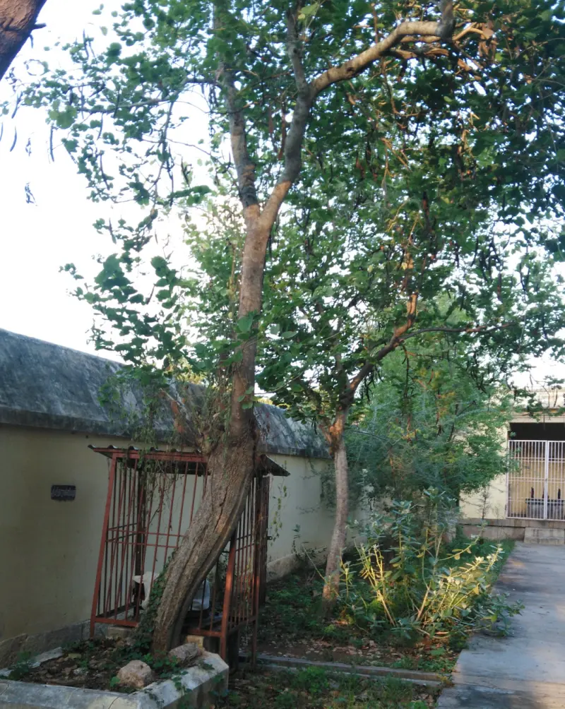A tall leafy tree beside a plastered wall, with a small shrine behind red iron railings at its base.