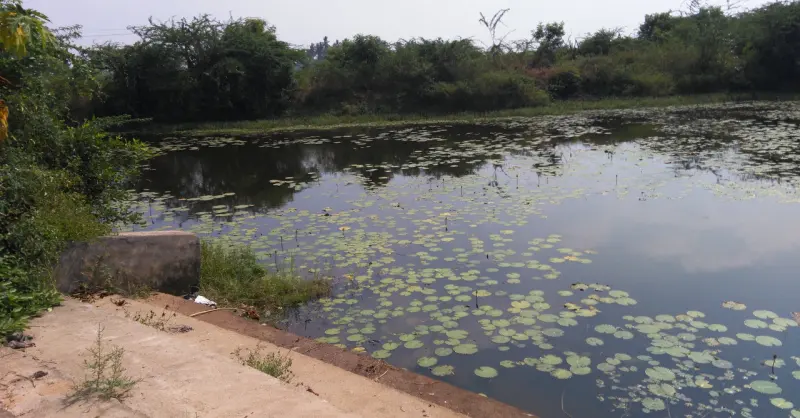 A still pond covered with water lily leaves, with trees along its far bank and a concrete edge in front