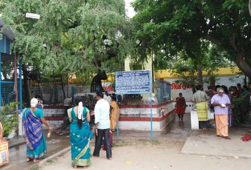 Devotees standing near a railed platform under a large tree, with a blue information board.