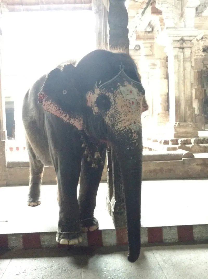 A decorated elephant stands in a stone hall with its trunk hanging down.