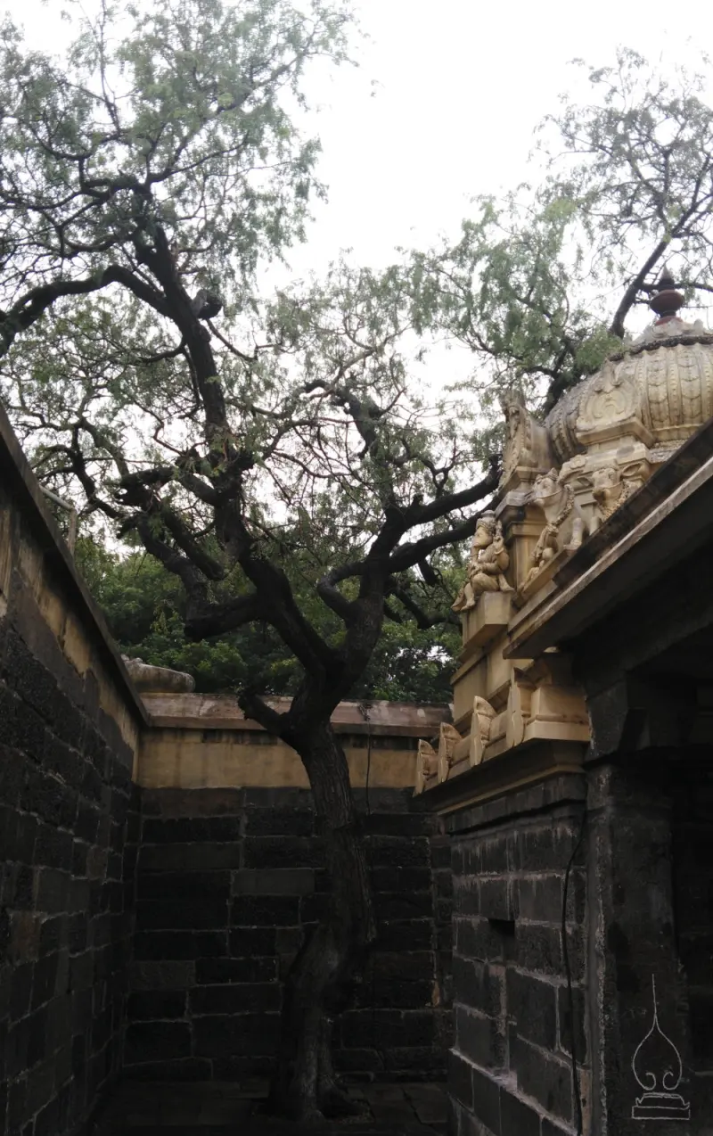 A large tree with bare branches rises between dark stone walls, beside a carved shrine tower on the right.
