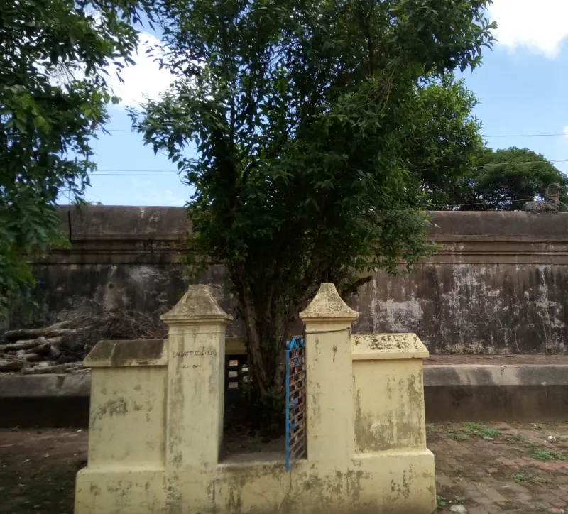 Leafy tree growing inside a low yellow enclosure in front of a long stone wall