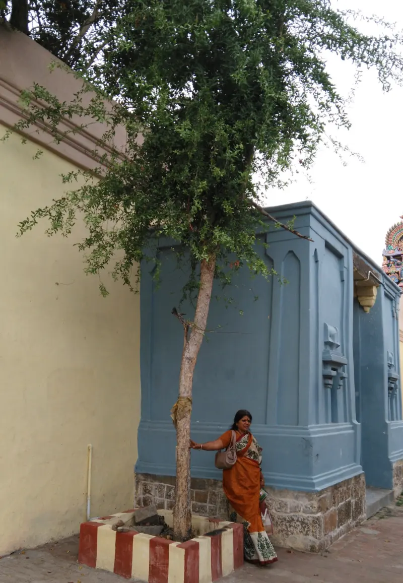 Slender tree in a striped planter next to a blue shrine