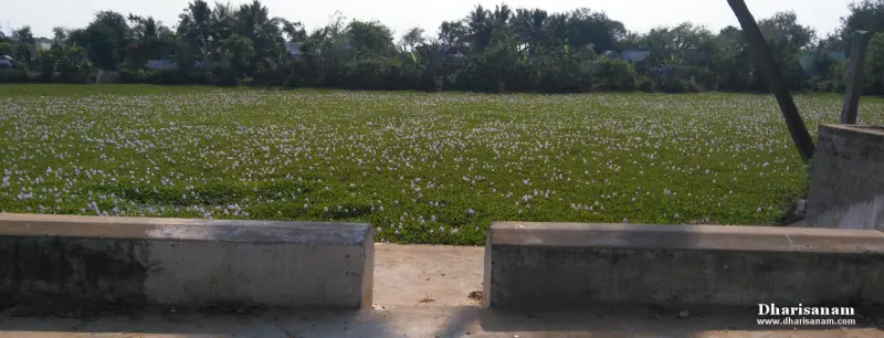 A weed-covered pond with concrete banks and trees behind