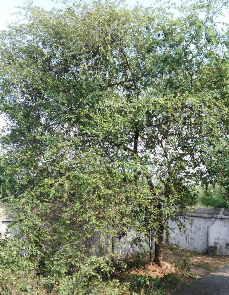 A leafy green tree standing beside a low white wall