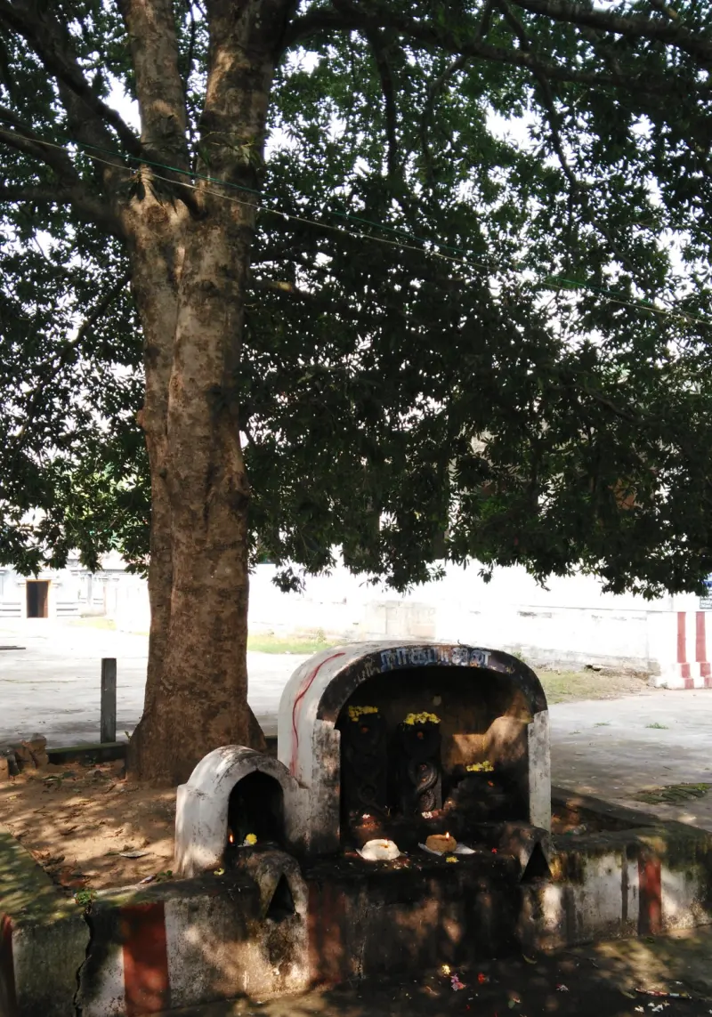 A large tree shading a small shrine with idols beneath