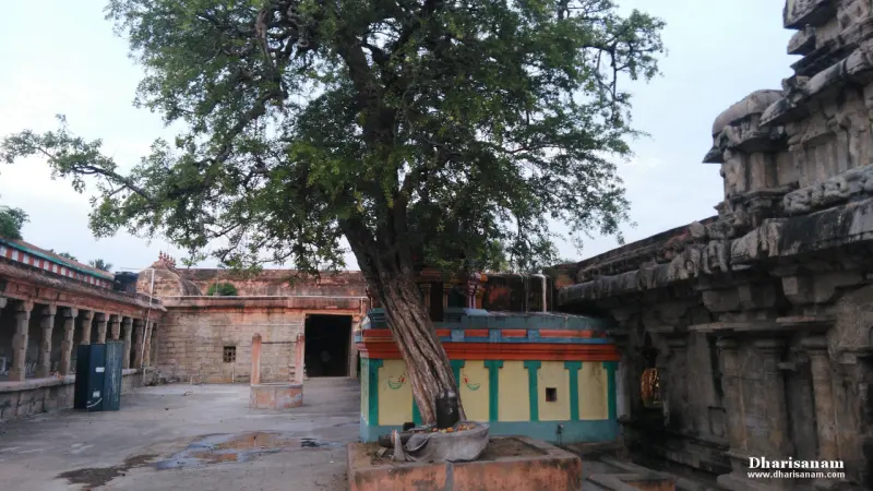A large tree growing from a painted raised platform in the corridor, beside the carved stone sanctum wall.