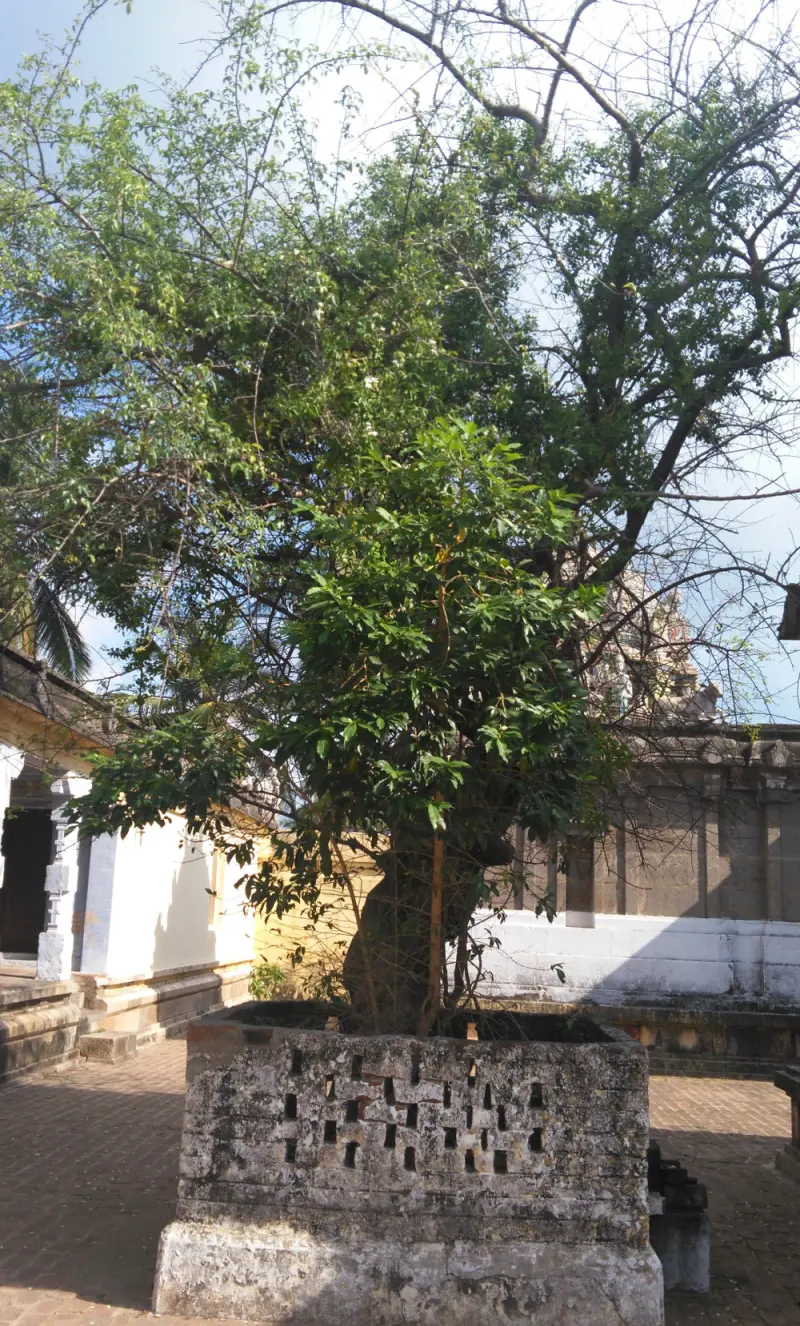 A leafy tree growing from a stone enclosure with small square openings, in a temple courtyard