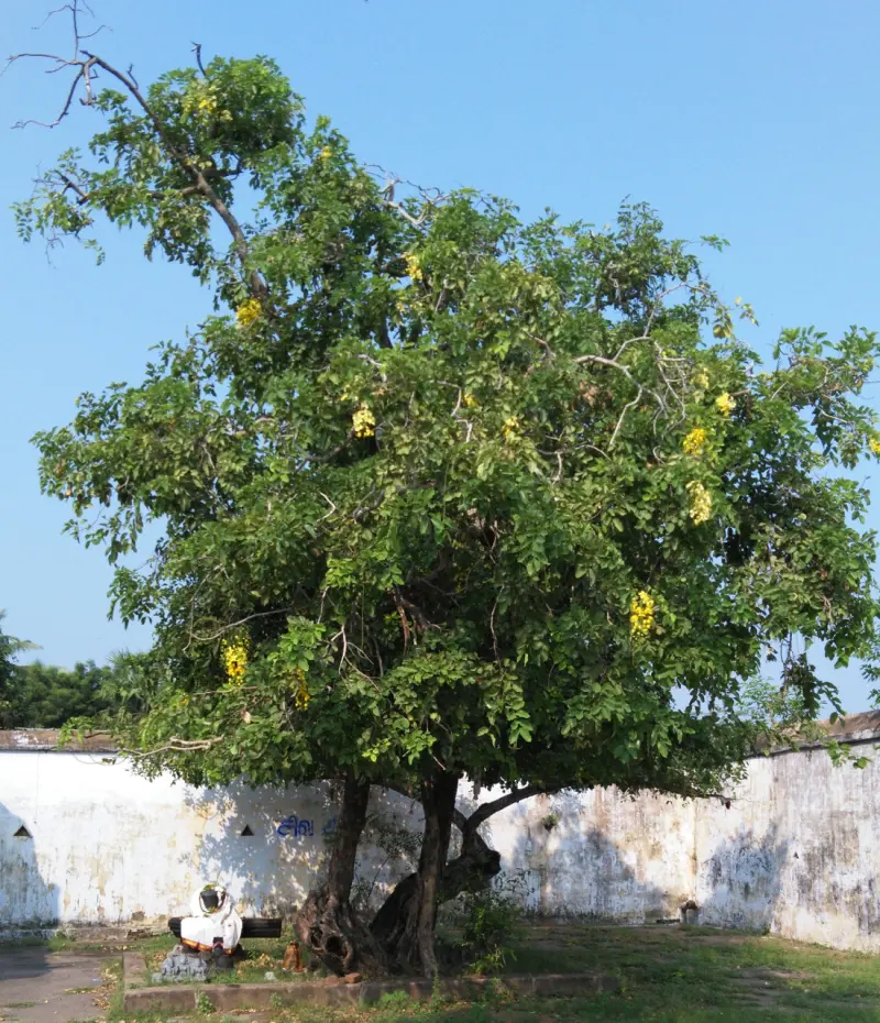 A large tree with yellow flower clusters beside a white wall, and a small image at the foot of its trunk.