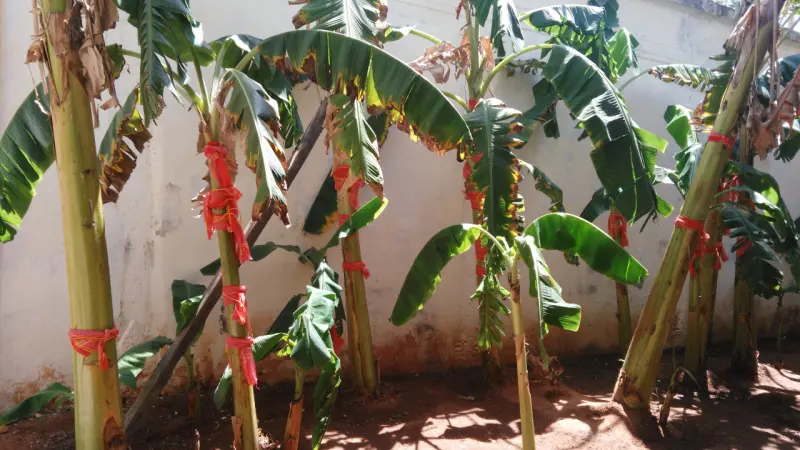 Plantain trees with red cloth tied around their stems, growing against a white wall.