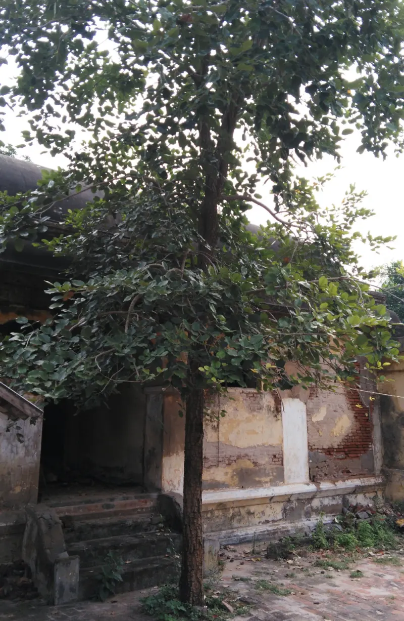 A slender tree with dense green leaves stands on a paved floor in front of an old building with a flight of steps.