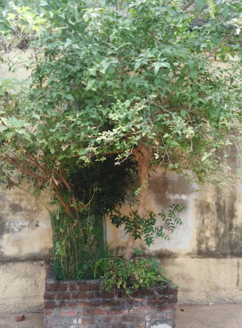 A leafy shrub grows from a low brick planter in front of a weathered yellow wall