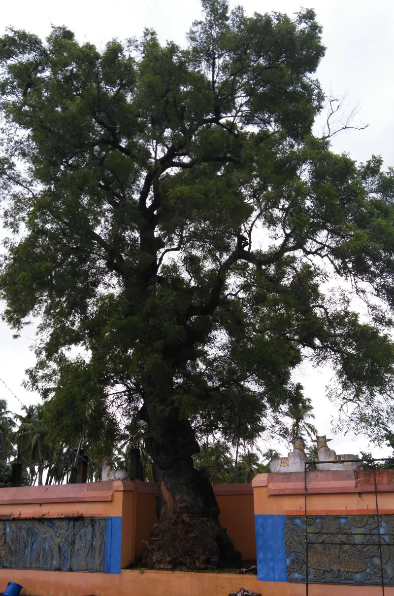 A tall tree with a thick trunk rising behind an orange and blue wall, with small bull figures on top of the wall.