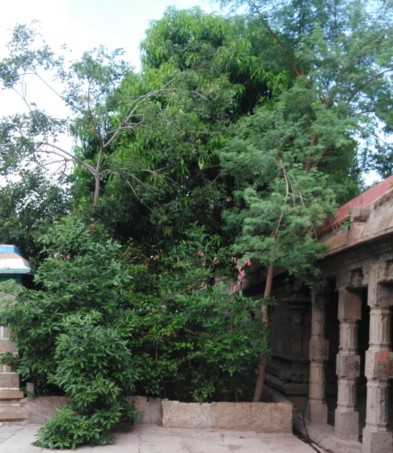 Dense green trees growing beside a stone pillared corridor on a paved floor
