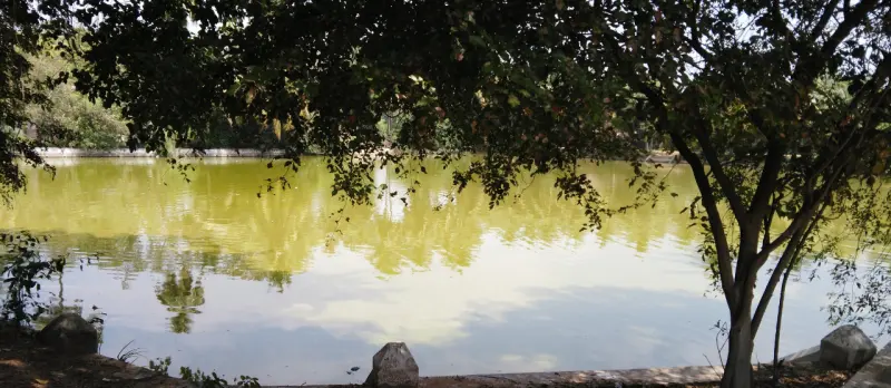 A wide green-tinted tank framed by tree branches and a stone edge, with sky reflected in the water.