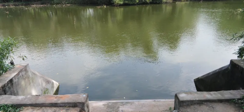 A wide pond of green water with concrete steps at the edge