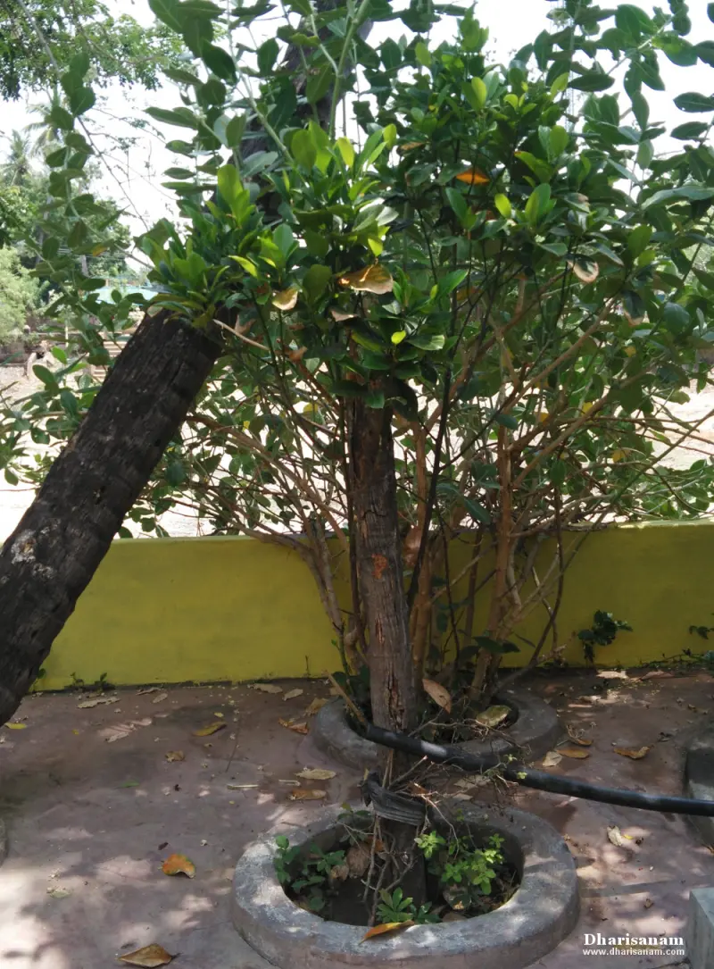 A leafy tree growing from a stone-ringed base on a paved floor, in front of a yellow wall.