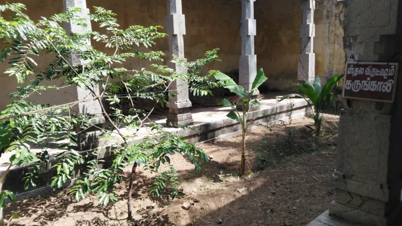 A young tree in the corridor courtyard beside a Tamil sign reading Sthala Viruksham, Karungkali.