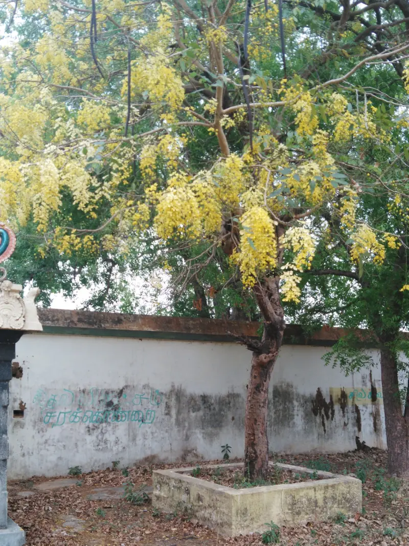 A kondrai tree heavy with hanging yellow blossoms in a walled enclosure