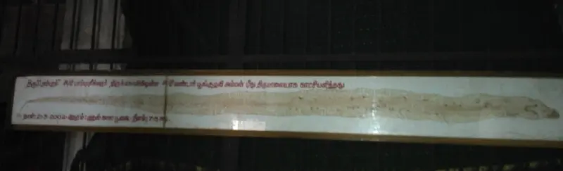 A framed photograph of a long, pale shed snake skin laid out, with Tamil text at its left end.
