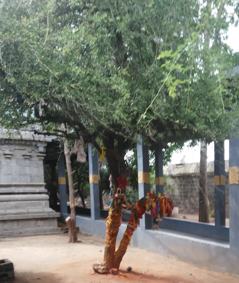 A leafy tree with a forked trunk wrapped in coloured cloths, beside a stone platform and a pillared corridor.