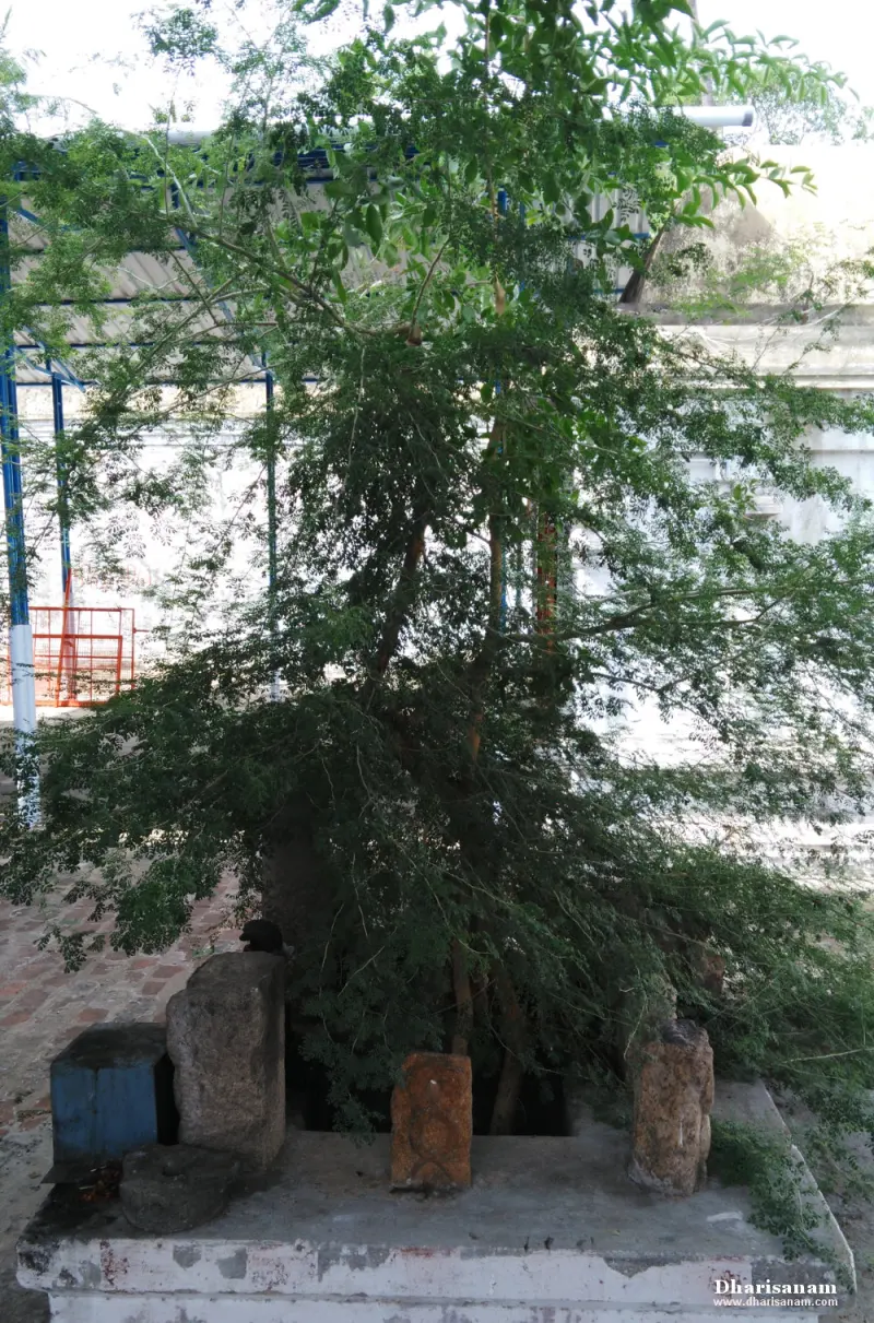 A leafy tree growing from a low white platform with a few small stone figures at its base