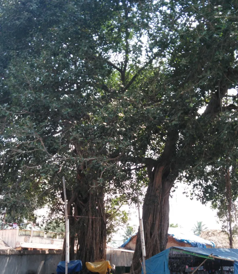 Large banyan tree with a thick trunk and hanging roots, rising above a wall