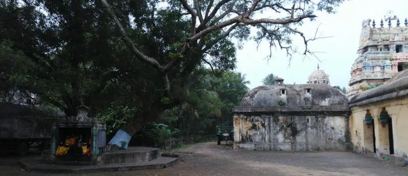 A large tree beside a small shrine in the courtyard