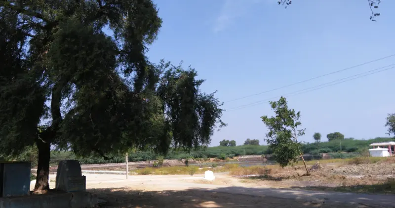 Dry open ground shaded by large trees, with a small white structure far away