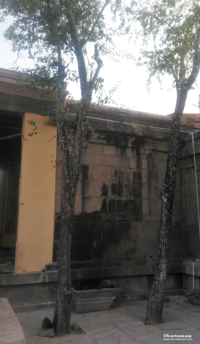 Two slender tree trunks rise in front of a dark stone wall and a yellow pillar, with a low stone trough between them