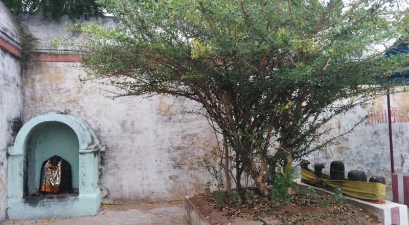 A leafy tree by a temple wall, a small niche shrine at the left and black stone lingams at the right.