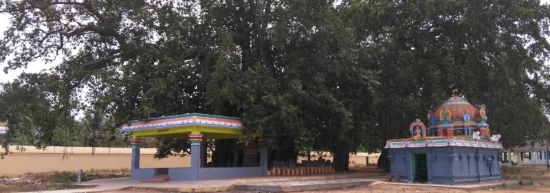 A small pavilion and a painted blue shrine standing beneath a very large spreading tree