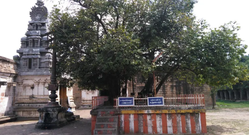 A large leafy tree stands behind a red and white striped railing with two blue name boards; a tower is on the left.