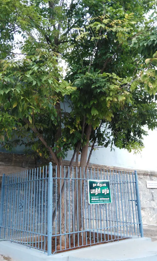 A view within the temple, placed beside the legend of the Pathiri tree.