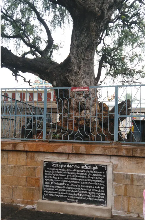 The Vanni tree in the temple, with Lord Brahma’s idol beneath it