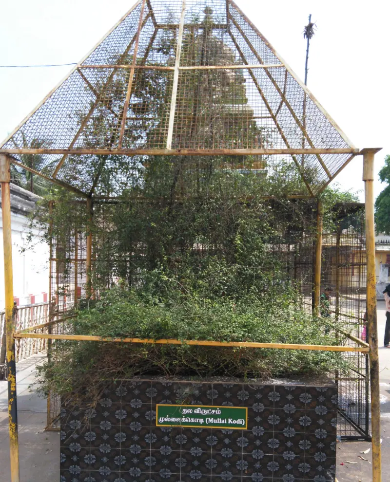 A green creeper grows inside a wire cage on a tiled base with a green sign naming it the Sthala Vriksham.